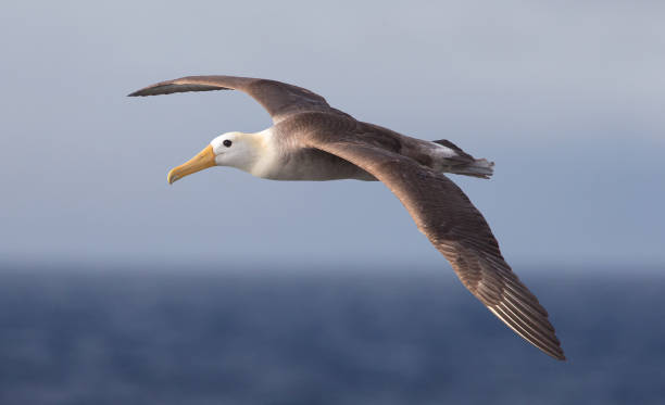 waved albatross - albatross imagens e fotografias de stock