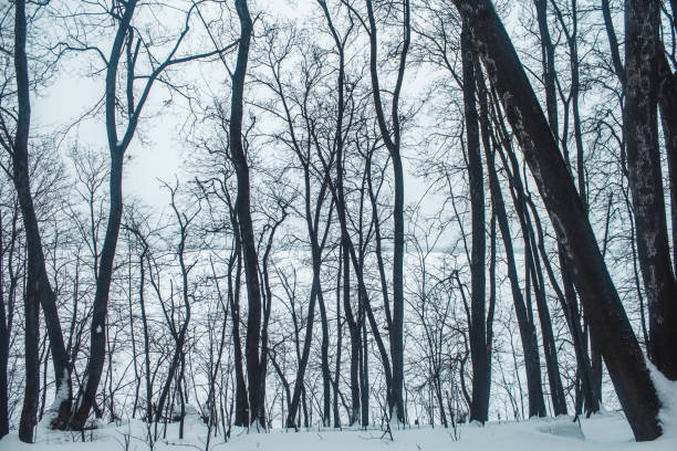 Winter forest in a cloudy day snow.