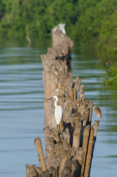 istock Birds in wetlands 684334110