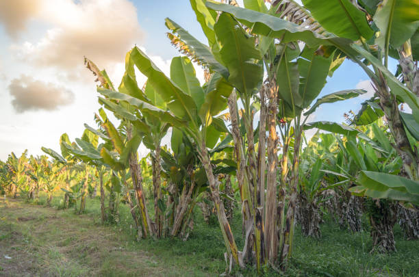 istock Banana tree plantation with sunshine. 684342718
