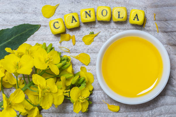 Canola with oil concept on gray wood stock photo