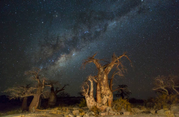 istock Baobab trees under the milkyway 684360060