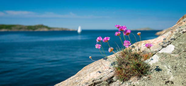 Tussock of Thrift and white sails Small tussock of Sea Thrift and a sailboat in the back. Island in Bohuslan, Sweden swedish summer stock pictures, royalty-free photos & images