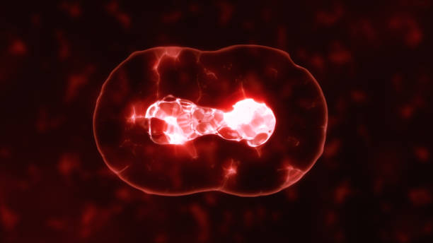 istock Realistic division of red cells on an organic background 684364976
