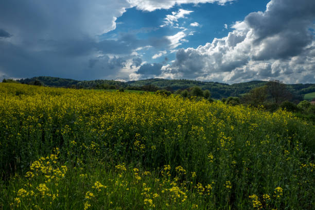istock Rapeseed field and blue sky with clouds 684382110
