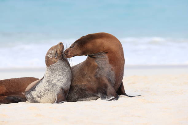 Galapagos sea lion