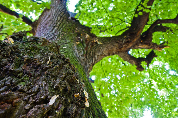 istock Under big old oak tree at summer in Kosutnjak forest, Belgrade 684396920
