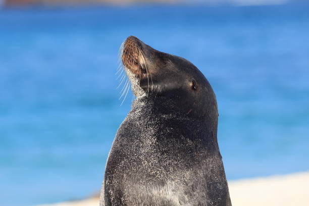 istock Galapagos sea lion 684405434