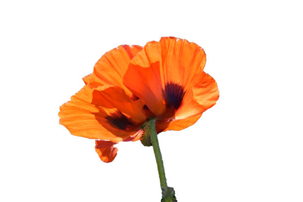 istock Oriental poppy isolated on a white background 684436656