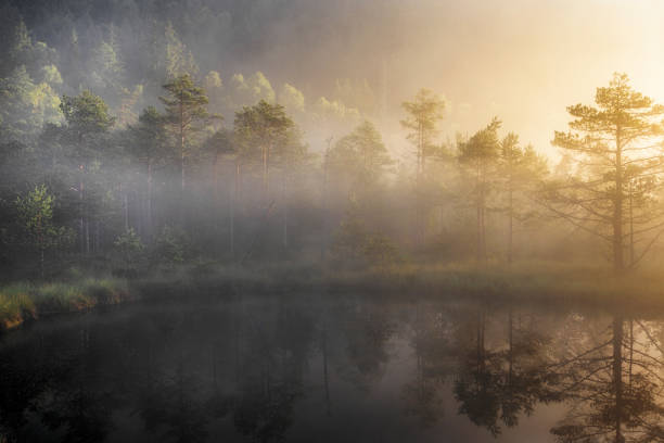 istock bog lake in morning fog 684438758
