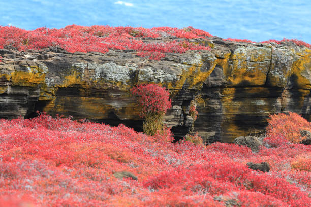 paisaje de las islas galápagos - isla bartolomé fotografías e imágenes de stock