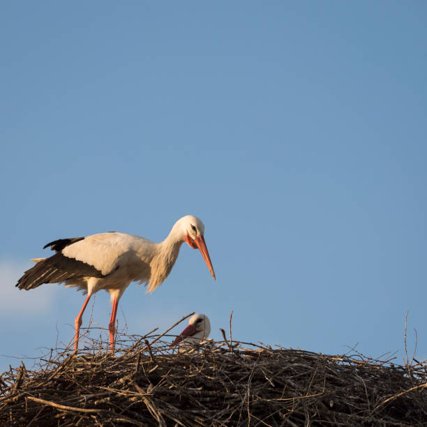 istock Couple of white storks (Cicocina ciconia) in the nest 684447228