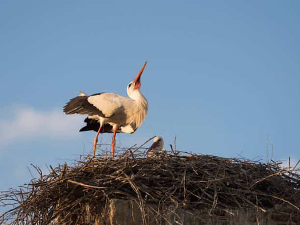 istock Couple of white storks (Cicocina ciconia) in the nest 684447232