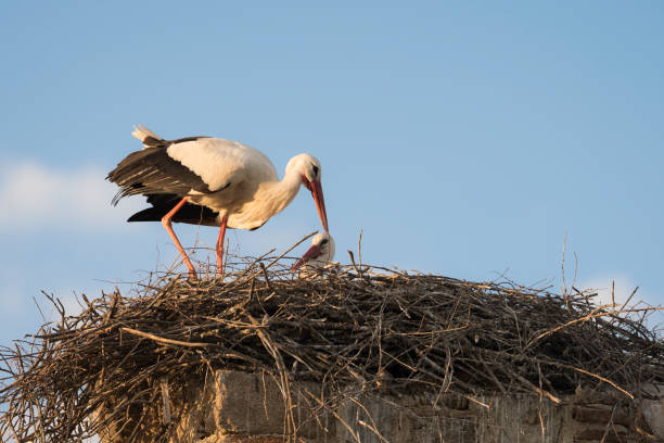 istock Couple of white storks (Cicocina ciconia) in the nest 684447234