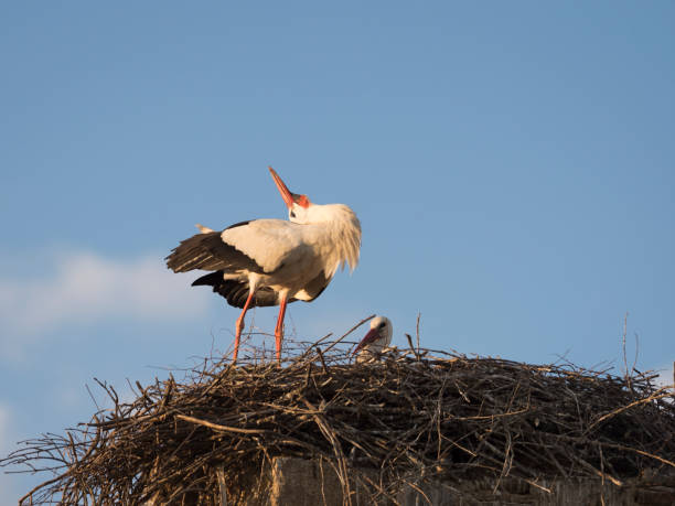 istock Couple of white storks (Cicocina ciconia) in the nest 684447238
