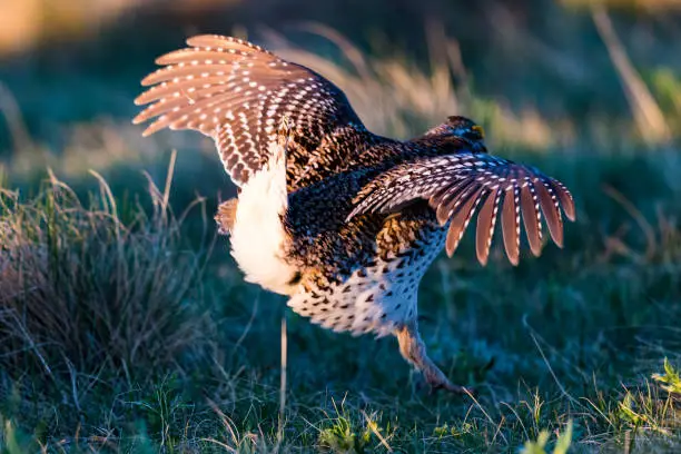 Ritual mating dance of the wild Sharp-Tailed Grouse in the Alberta Foothills, Canada