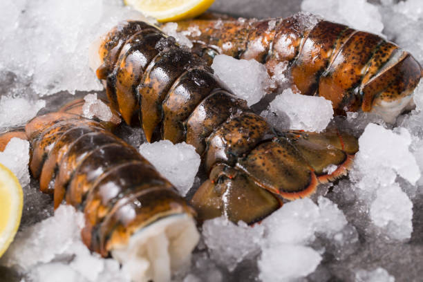 maine lobster tail fresh sur glace sauvage attrapé - prepared shellfish seafood lobster ice photos et images de collection