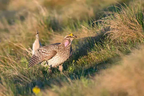Ritual mating dance of the wild Sharp-Tailed Grouse in the Alberta Foothills, Canada