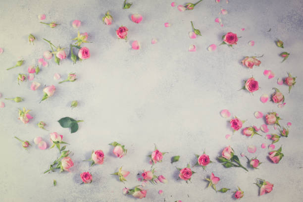 istock Pink and white rose flowers 684451464