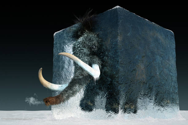 Mammoth High resolution digital image of a wooly mammoth frozen in a block of ice. Mammoth is partially thawed and emerging from the ice block, and a tiny puff of breath is seen at the end of his trunk. Water drips from his fur. Image is intended to illustrate a variety of concepts, including cold temperatures, freezing, staying warm, thawing, melting, heating up, being trapped, reviving or renewing something old, or just place your warm product (like a cup of coffee) near the end of his trunk to show how warm it really is. extinct photos stock pictures, royalty-free photos & images