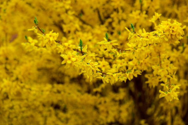 frühling blumen - flower spring field nature stock-fotos und bilder