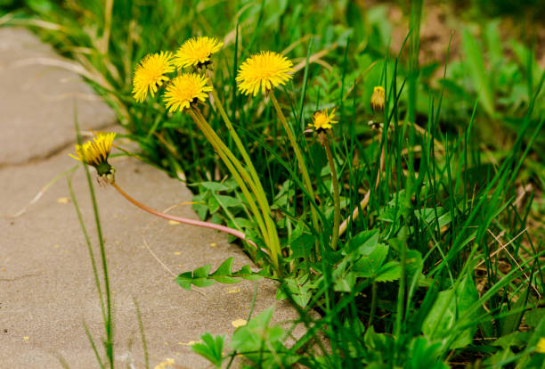 frühling blumen - flower spring field nature stock-fotos und bilder