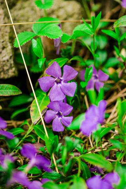 frühling blumen - flower spring field nature stock-fotos und bilder