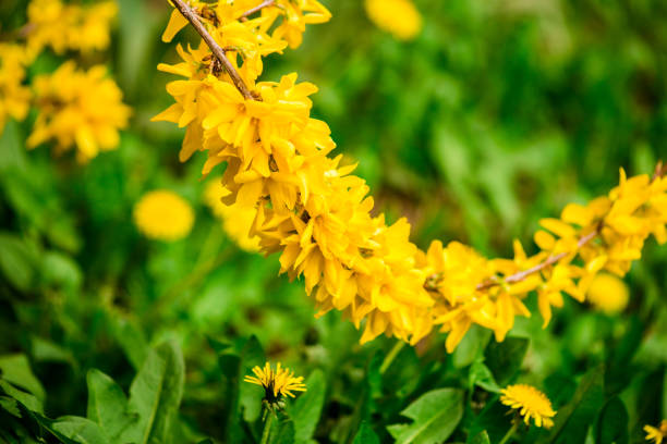 frühling blumen - flower spring field nature stock-fotos und bilder