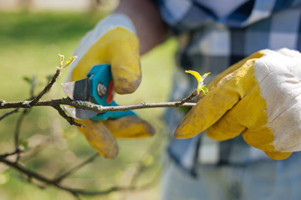 istock Close up of gardeners hands cutting branches 684467698