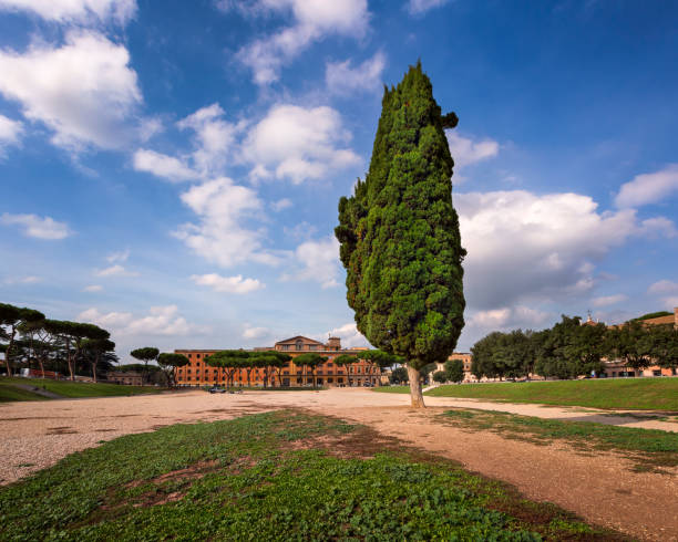 Cypress Tree on Circus Maximus, Ancient Roman Stadium near Palatine Hill, Rome, Italy Cypress Tree on Circus Maximus, Ancient Roman Stadium near Palatine Hill, Rome, Italy circo massimo stock pictures, royalty-free photos & images