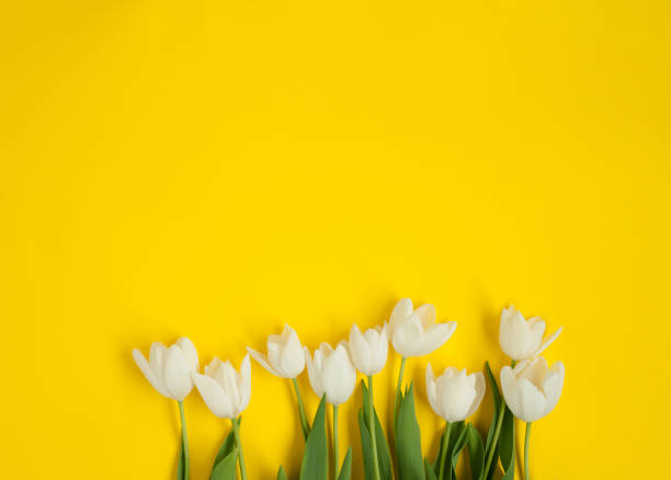 istock Row of white flowers 684473662