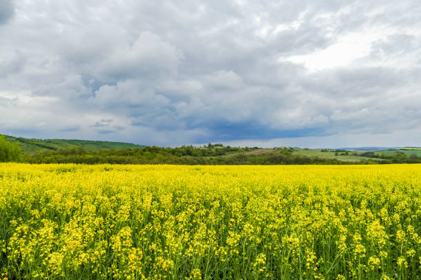 istock Nature landscape of fields and dramatic sky 684475388