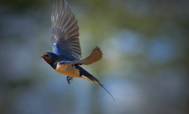 Swallow #1 Swallow in flight barn swallow stock pictures, royalty-free photos & images