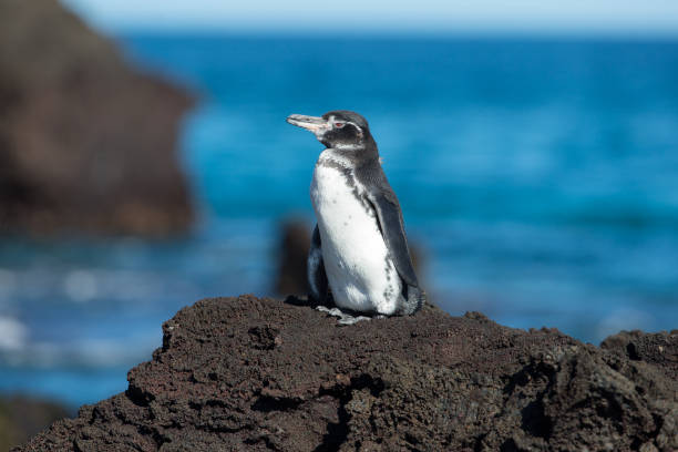 Magellan Penguin Magellan Penguin punta tombo stock pictures, royalty-free photos & images