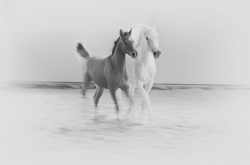 white horse galloping - monochrome