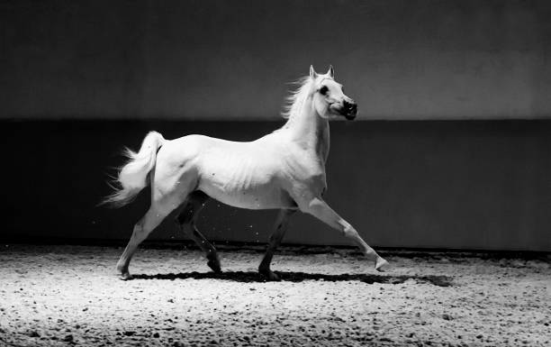 purebred horse portrait during competition training