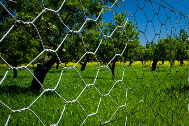 Looking through wire mesh fence (chicken wire) towards field of almond trees and under crop of beans.  Campanet, Mallorca, Spain.