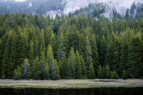 istock Mountain landscape of forest with water reflection 684522702
