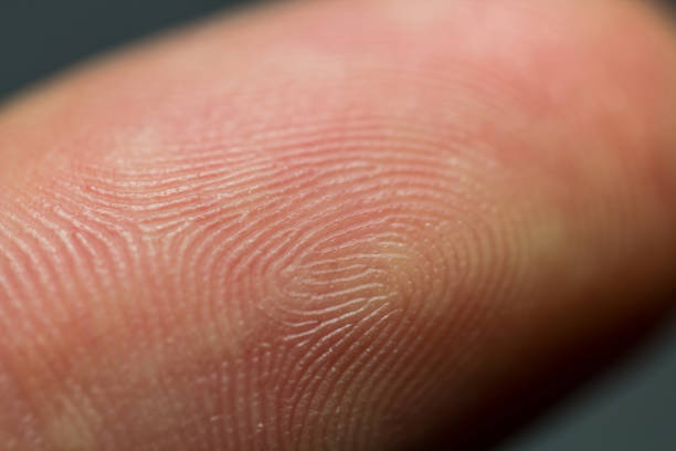 A scanning device is digitizing a fingerprint. Binary data appears in the scan line (obscured by the iStockphoto watermark. Please zoom in to have a better view)