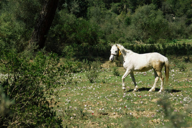 istock Beautiful white horses grazing on pasture. 684529048