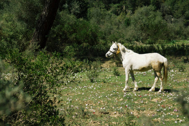 istock Beautiful white horses grazing on pasture. 684529054