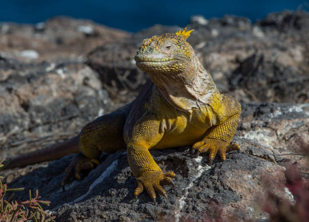 Land iguana stock photo