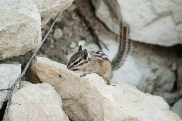istock Chipmank on the rocks on the dusk 684536342