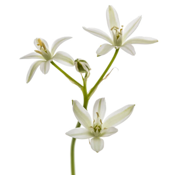 istock Ornithogalum flower, isolated on white background 684537020