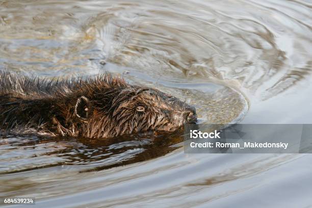Beaver Munching On Juicy Roots In The Shallow Lake Water Beaver Canadian  National Animal Stock Photo - Download Image Now - iStock