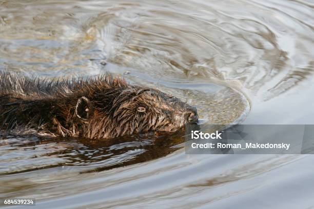 Beaver Munching On Juicy Roots In The Shallow Lake Water Beaver Canadian National Animal Stock Photo - Download Image Now - iStock Beaver Munching On Juicy Roots In The Shallow Lake Water Beaver Canadian National Animal Stock Photo - Download Image Now - iStock