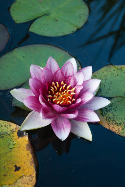 Pink water lily in the pond. stock photo