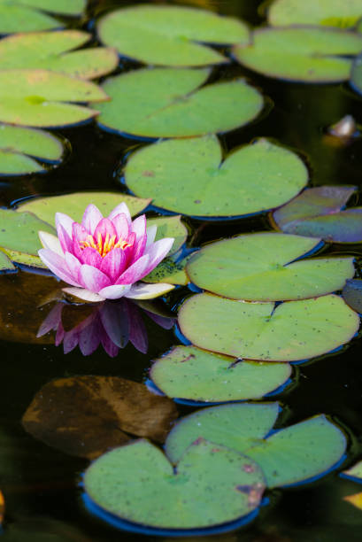 istock Pink water lily in the pond. 684539902