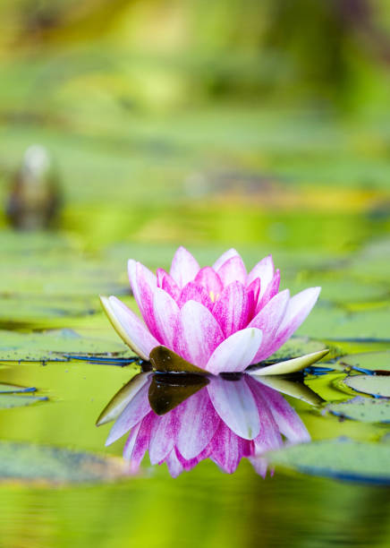 istock Pink water lily in the pond. 684539906