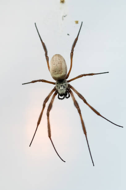 istock Golden Silk Orb Weaver 684539938